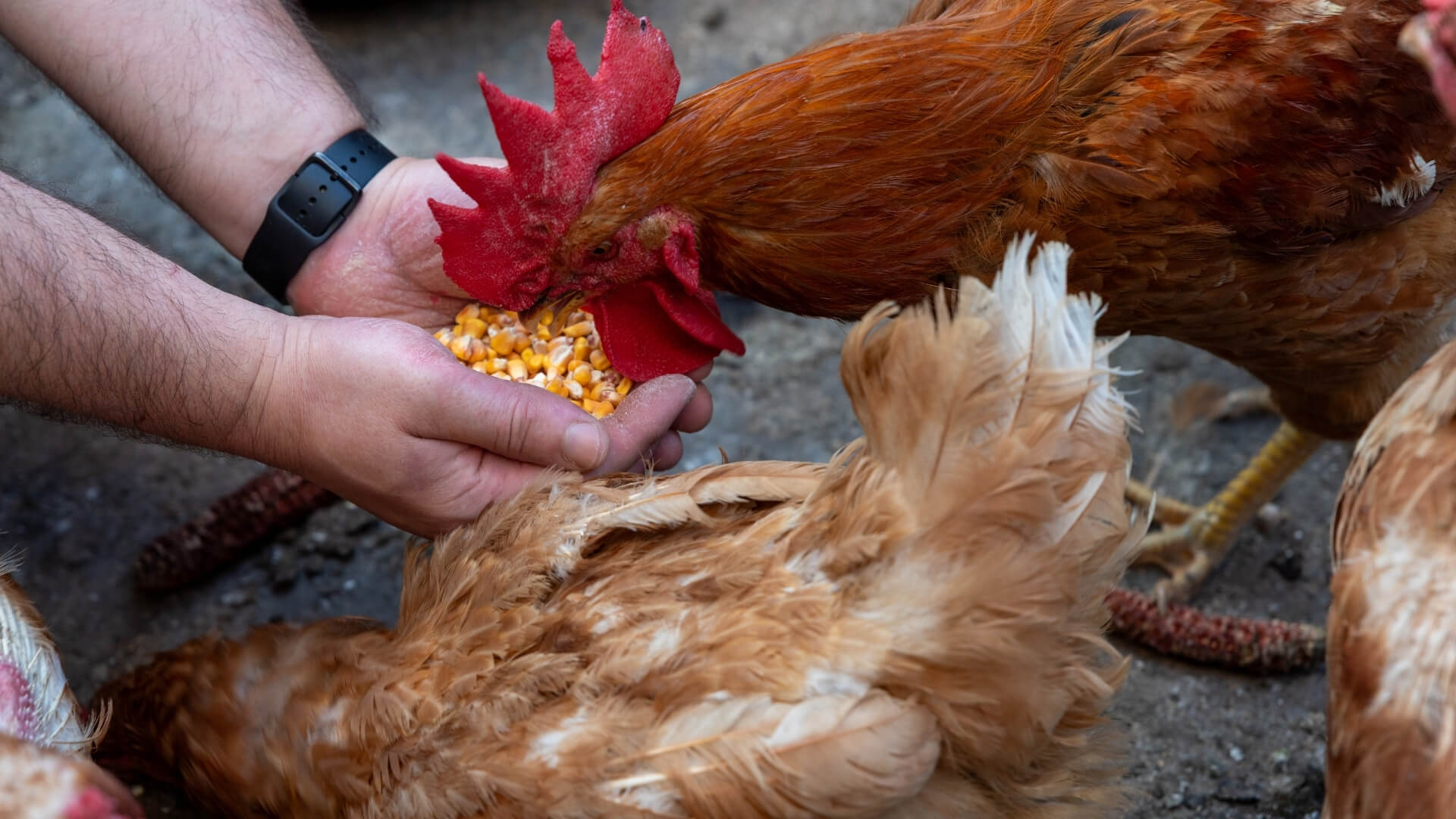 Kanatlı Sektörüne Mısır Desteği: Arz Güvenliği İçin İthalat Kontenjanı Devrede